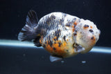 Jumbo Ranchu  Kirin 5 Inch (ID#1227R14a-111)