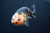 Milk Cow Ranchu  Calico 4.5 Inch (ID#401R13a-94) Free2Day SHIPPING