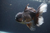 Thai Oranda  Panda 6.5 Inch (ID#408T6b-116)