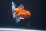 Thai Oranda  Calico 3.5 Inch (ID#1008ToPTA-33) Free2Day SHIPPING