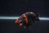 Juvenile Ranchu  Calico 3 Inch (ID#1220R9b-54) Free2Day SHIPPING