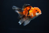 Juvenile Thai Oranda  Tricolor 4 Inch (ID#1112To13b-79) Free2Day SHIPPING