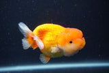 Juvenile Lionchu  Red White 3.5 Inch (ID#1227R11a-11) Free2Day SHIPPING