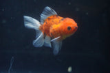 Thai Oranda  Calico 3.5 Inch (ID#1008ToPTA-33) Free2Day SHIPPING