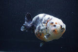 Jumbo Ranchu  Kirin 5 Inch (ID#1227R14a-111)