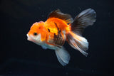 Juvenile Thai Oranda  Tricolor 4 Inch (ID#1112To13b-79) Free2Day SHIPPING