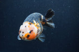 Milk Cow Ranchu  Calico 4.5 Inch (ID#401R13a-94) Free2Day SHIPPING