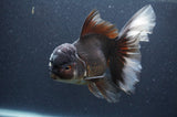 Thai Oranda  Panda 6.5 Inch (ID#408T6b-116)