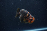 Juvenile Ranchu  Calico 3 Inch (ID#1220R9b-54) Free2Day SHIPPING