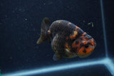 Juvenile Ranchu  Calico 3 Inch (ID#1220R9b-54) Free2Day SHIPPING