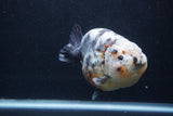 Jumbo Ranchu  Kirin 5 Inch (ID#1227R14a-111)