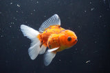 Thai Oranda  Calico 3.5 Inch (ID#1008ToPTA-33) Free2Day SHIPPING