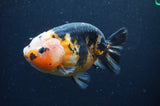 Milk Cow Ranchu  Calico 4.5 Inch (ID#401R13a-94) Free2Day SHIPPING