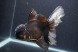 Thai Oranda  Panda 6.5 Inch (ID#408T6b-116)