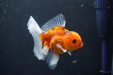 Thai Oranda  Calico 3.5 Inch (ID#1008ToPTA-33) Free2Day SHIPPING