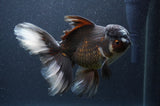 Thai Oranda  Panda 6.5 Inch (ID#408T6b-116)
