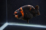 Juvenile Ranchu  Calico 3 Inch (ID#1220R9b-54) Free2Day SHIPPING