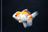 Juvenile Thai Oranda  Red WHite 3.5 Inch (ID#1112To13b-80) Free2Day SHIPPING