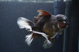 Thai Oranda  Panda 6.5 Inch (ID#408T6b-116)