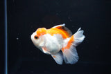 Juvenile Thai Oranda  Red WHite 3.5 Inch (ID#1112To13b-80) Free2Day SHIPPING