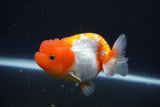 Juvenile Lionchu  Red White 3.5 Inch (ID#1227R11a-12) Free2Day SHIPPING