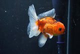 Thai Oranda  Calico 3.5 Inch (ID#1008ToPTA-33) Free2Day SHIPPING