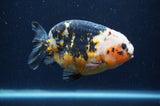 Milk Cow Ranchu  Calico 4.5 Inch (ID#401R13a-94) Free2Day SHIPPING