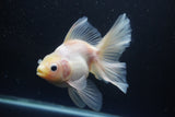 Thai Oranda  White 5.5 Inch (ID#1004Ry7a-2) Free2Day SHIPPING