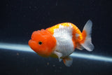 Juvenile Lionchu  Red White 3.5 Inch (ID#1227R11a-12) Free2Day SHIPPING