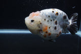 Jumbo Ranchu  Kirin 5 Inch (ID#1231R14a-107)