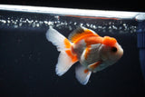 Juvenile Thai Oranda  Red WHite 3.5 Inch (ID#1112To13b-80) Free2Day SHIPPING