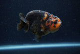 Juvenile Ranchu  Calico 3 Inch (ID#1220R9b-54) Free2Day SHIPPING