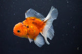 Thai Oranda  Calico 3.5 Inch (ID#1008ToPTA-33) Free2Day SHIPPING