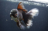 Thai Oranda  Panda 6.5 Inch (ID#408T6b-116)
