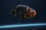 Juvenile Ranchu  Calico 3 Inch (ID#1220R9b-54) Free2Day SHIPPING