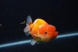 Juvenile Lionchu  Red White 3.5 Inch (ID#1227R11a-12) Free2Day SHIPPING