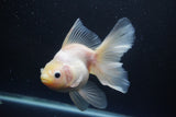 Thai Oranda  White 5.5 Inch (ID#1004Ry7a-2) Free2Day SHIPPING