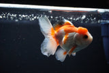 Juvenile Thai Oranda  Red WHite 3.5 Inch (ID#1112To13b-80) Free2Day SHIPPING