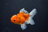 Thai Oranda  Calico 3.5 Inch (ID#1008ToPTA-33) Free2Day SHIPPING