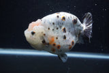 Jumbo Ranchu  Kirin 5 Inch (ID#1231R14a-107)