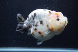 Jumbo Ranchu  Kirin 5 Inch (ID#1231R14a-107)