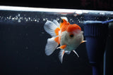 Juvenile Thai Oranda  Red WHite 3.5 Inch (ID#1112To13b-80) Free2Day SHIPPING