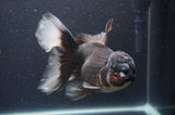 Thai Oranda  Panda 6.5 Inch (ID#408T6b-116)
