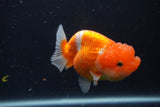 Juvenile Lionchu  Red White 3.5 Inch (ID#1227R11a-12) Free2Day SHIPPING