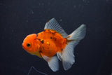 Thai Oranda  Calico 3.5 Inch (ID#1008ToPTA-33) Free2Day SHIPPING