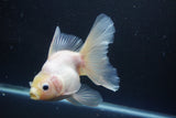 Thai Oranda  White 5.5 Inch (ID#1004Ry7a-2) Free2Day SHIPPING