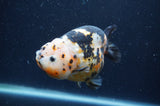 Milk Cow Ranchu  Calico 4.5 Inch (ID#401R10c-95) Free2Day SHIPPING