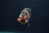 Juvenile Ranchu  Calico 3 Inch (ID#1220R9b-54) Free2Day SHIPPING