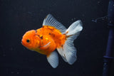 Thai Oranda  Calico 3.5 Inch (ID#1008ToPTA-33) Free2Day SHIPPING