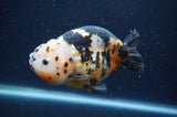 Milk Cow Ranchu  Calico 4.5 Inch (ID#401R10c-95) Free2Day SHIPPING